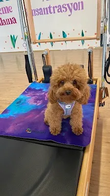 Gülhan Ceren Pilates görsel 2