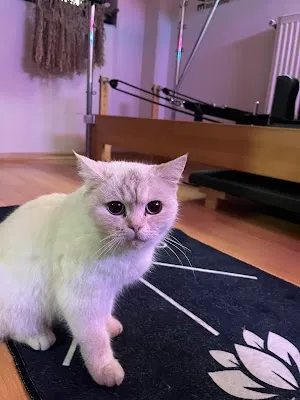 Güngören Pilates Salonu - Bayanlara Özel Birebir Ders - İstanbul Güngören