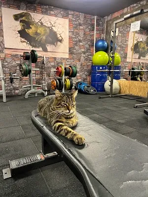 Hornets Gym - İstanbul Kadıköy