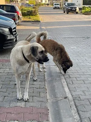 Morii Cimnastik (Gymnastics) - İzmir Güzelbahçe
