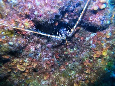 Seferihisar Dalış Merkezi - İzmir Seferihisar