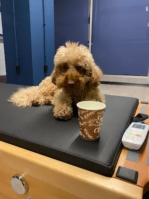 The Muses Pilates Studio - İstanbul Kadıköy